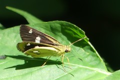 Scobura isota