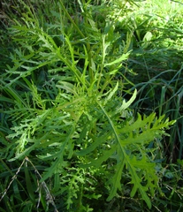 Senecio bipinnatisectus