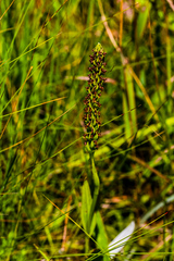 Brownleea parviflora