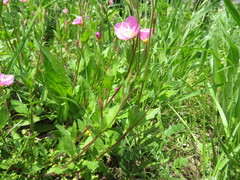 Oenothera rosea