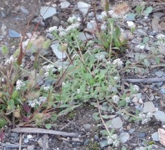 Corrigiola litoralis