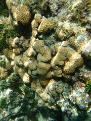 Palythoa tuberculosa