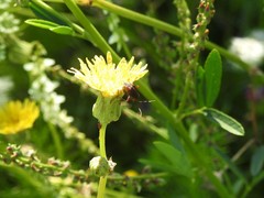 Horciasinus argentinus