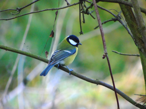 Mésange charbonnière