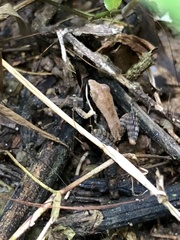 Sylvirana mortenseni