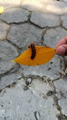 Erebidae