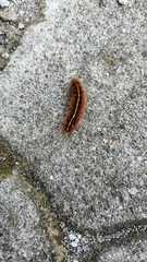 Erebidae