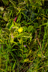 Argyrolobium sericosemium