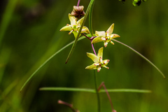 Asclepias praemorsa