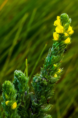 Aspalathus gerrardii