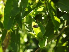 Disonycha bicarinata