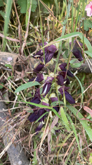 Mucuna pruriens