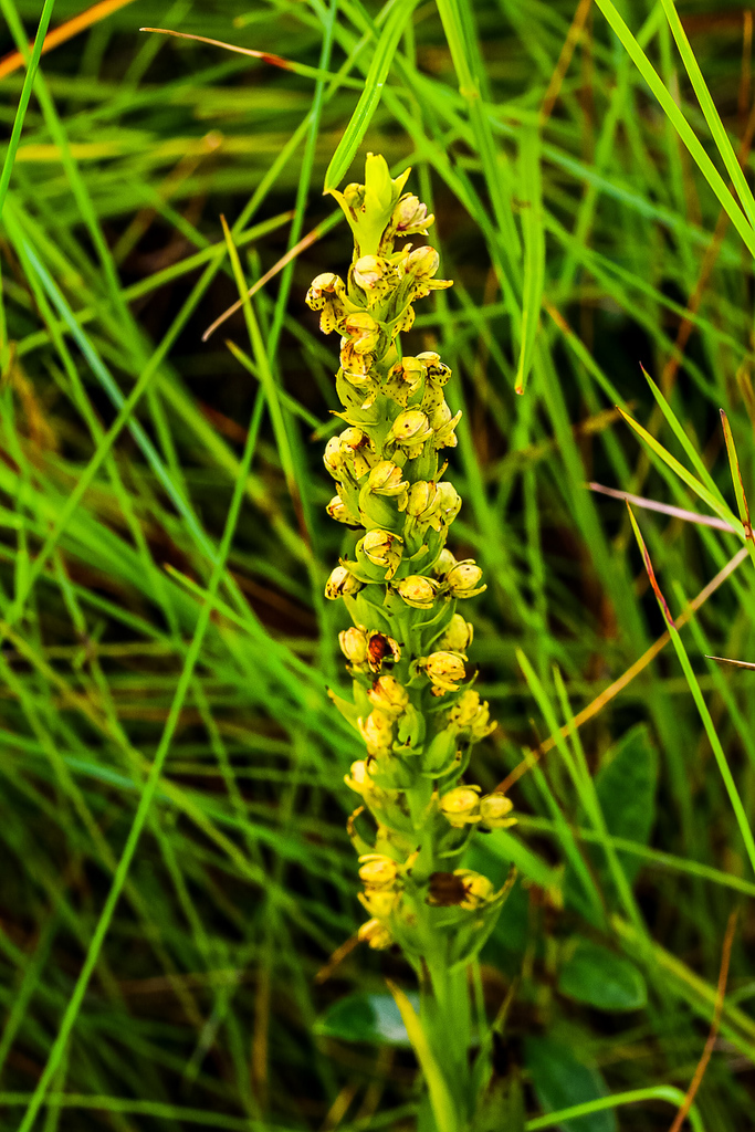 Brachycorythis inhambanensis