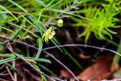 Asclepias praemorsa