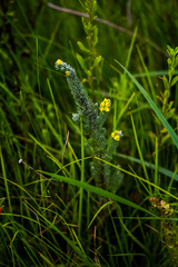 Aspalathus gerrardii