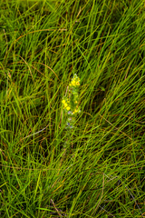 Aspalathus gerrardii