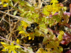 Bombus vancouverensis vancouverensis