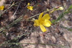 Linum heterostylum
