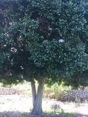 Melicoccus oliviformis