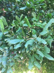 Melicoccus oliviformis