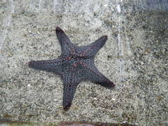 Pentaceraster cumingi