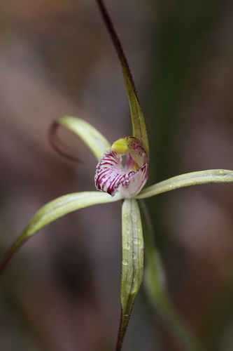 Image of Caladenia abbreviata by (c) Hugo Innes, some rights reserved (CC BY)