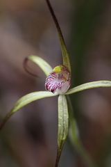 Caladenia abbreviata