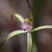 Coastal Spider Orchid - Photo (c) Hugo Innes, some rights reserved (CC BY), uploaded by Hugo Innes