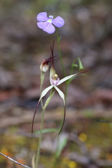 Caladenia abbreviata