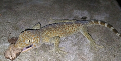 Gekko gecko