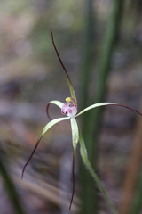 Caladenia abbreviata