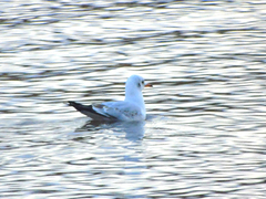 Chroicocephalus ridibundus