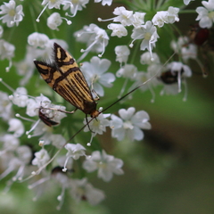 Nemophora ochsenheimerella