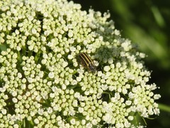 Astylus tucumanensis