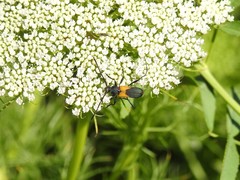 Chrysoprasis basalis