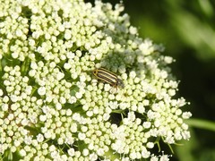 Astylus tucumanensis
