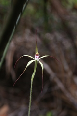 Caladenia abbreviata