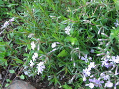 Phlox subulata