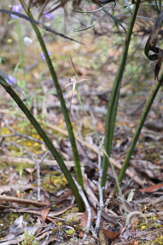 Image of Caladenia abbreviata by (c) Hugo Innes, some rights reserved (CC BY)