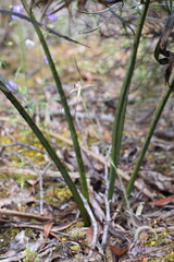 Caladenia abbreviata