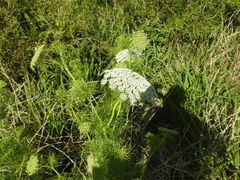 Visnaga daucoides