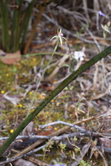Caladenia abbreviata