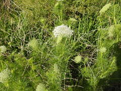Visnaga daucoides
