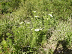 Visnaga daucoides