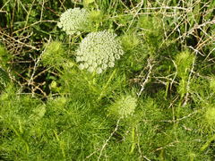 Visnaga daucoides