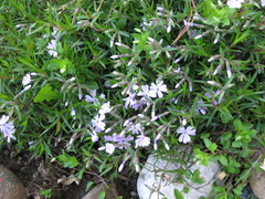 Phlox subulata