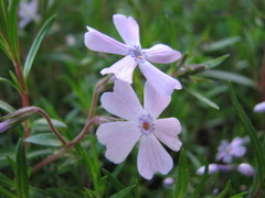 Phlox subulata
