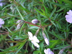 Phlox subulata