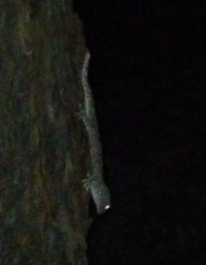 Gekko gecko