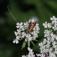 Nemophora ochsenheimerella